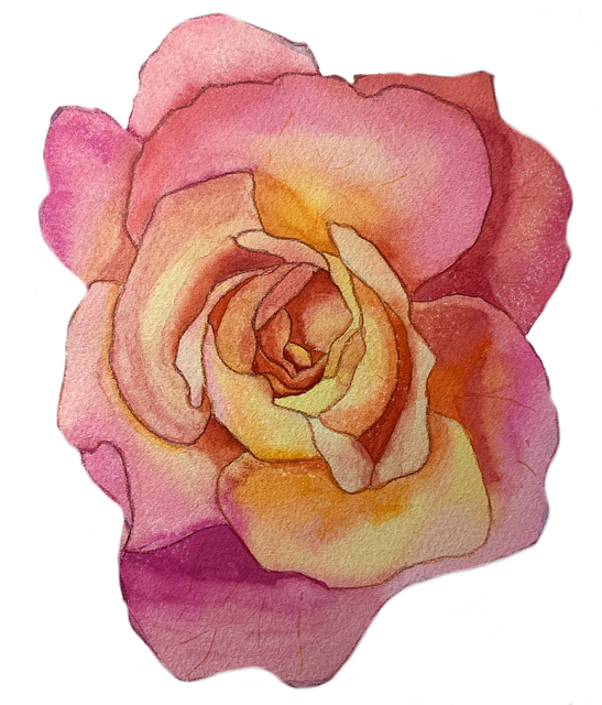 Flor, Rosa, Natureza, Bloom