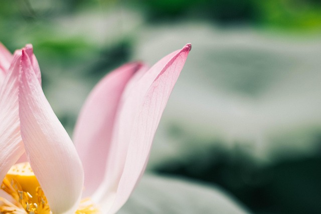 Lotus, Roze, Zuiver, Groente, Bloei