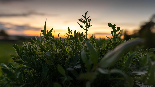 Free Grass Flowers photo and picture