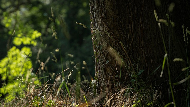 Free Grass Plants photo and picture