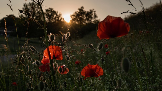 Free Poppies Flowers photo and picture
