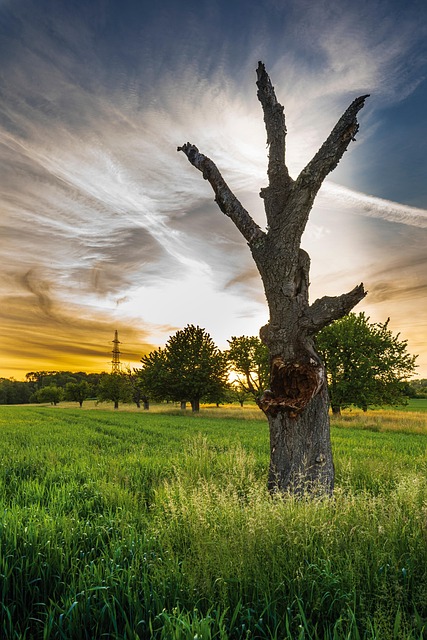 Free Tree Field photo and picture