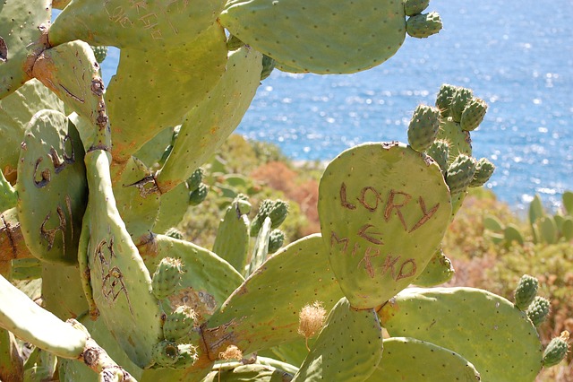 Free Cactus Elba photo and picture