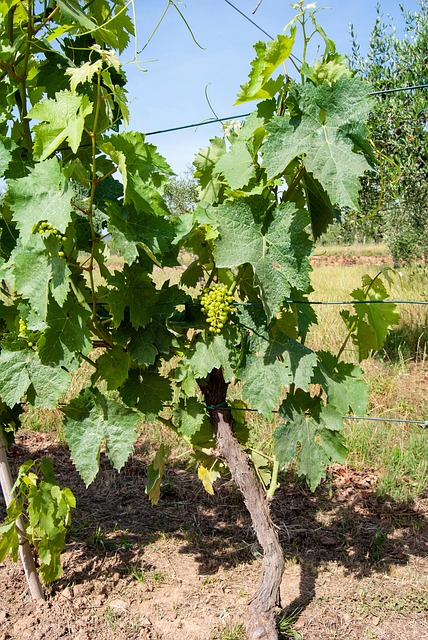 Vinranke, Drue, Druer, Vin, Vindyrking