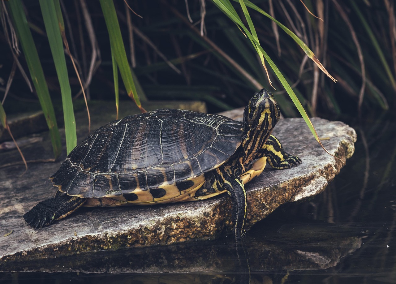 Turtle Animal Nature - Free photo on Pixabay