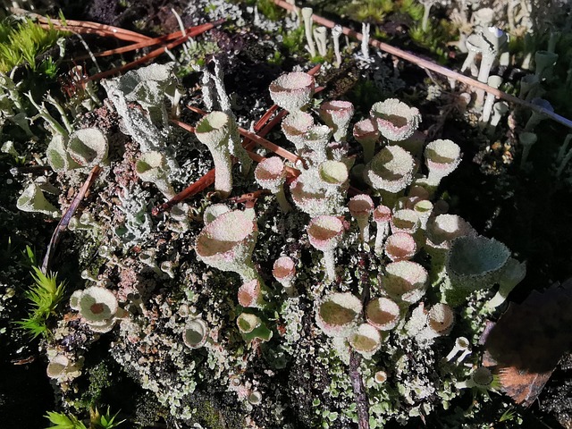 Free Funnel Moss Cup Moss photo and picture