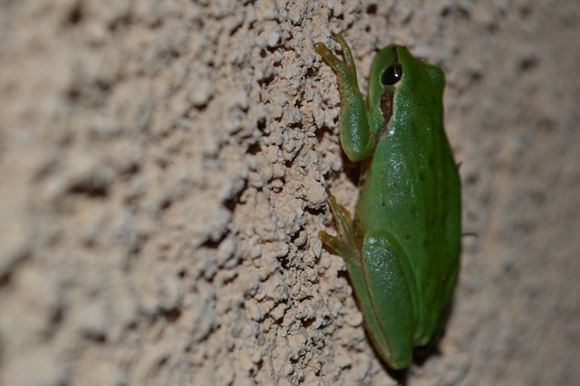 Free Frog Tree Frog photo and picture