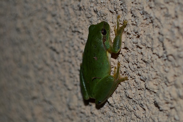 Free Frog Tree Frog photo and picture