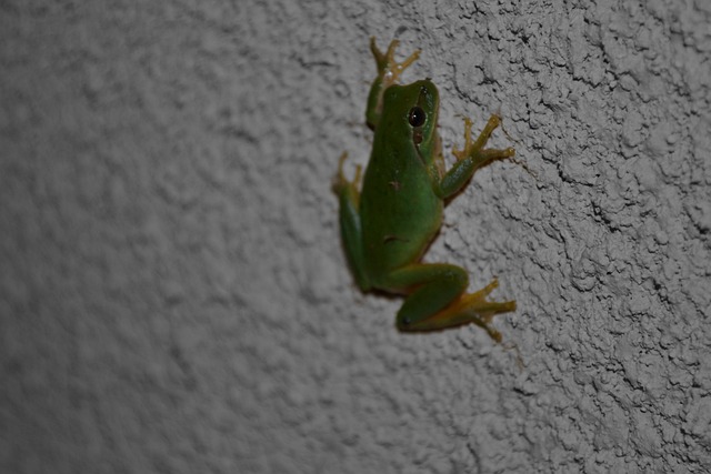 Free Frog Tree Frog photo and picture
