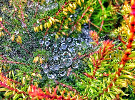 Telaraña, Gotas, Agua, Mojado, Lluvia