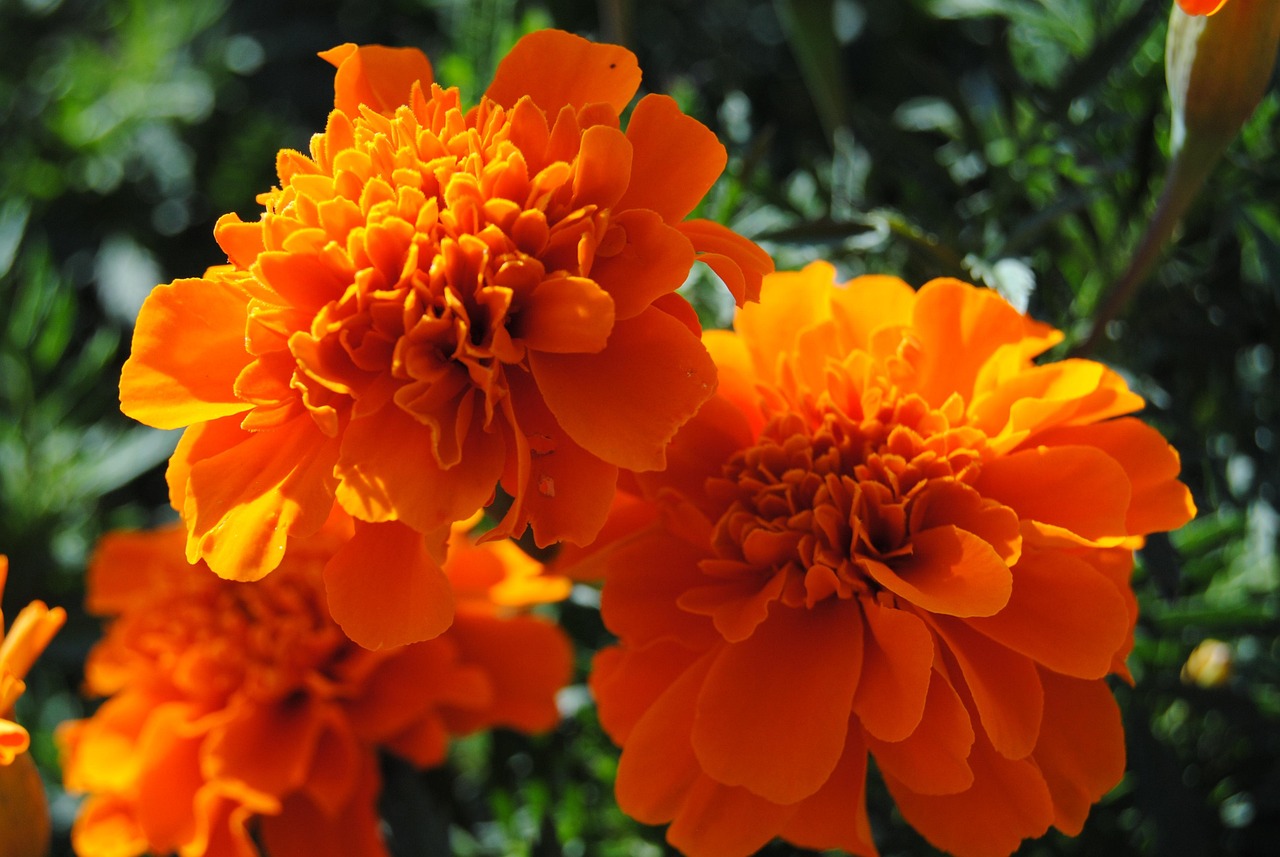 Flower Flowers Marigold Marigolds Free photo on Pixabay Pixabay
