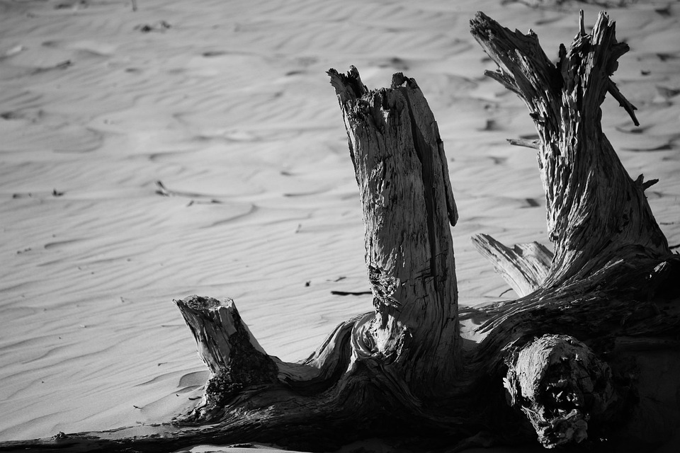 Driftwood Beach Sea - Free photo on Pixabay - Pixabay