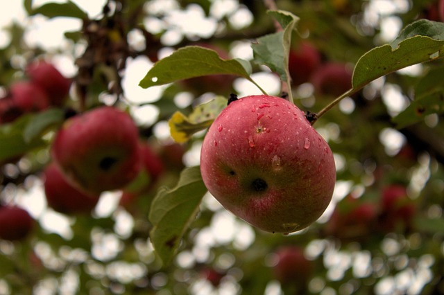 Free Apple Orchard photo and picture