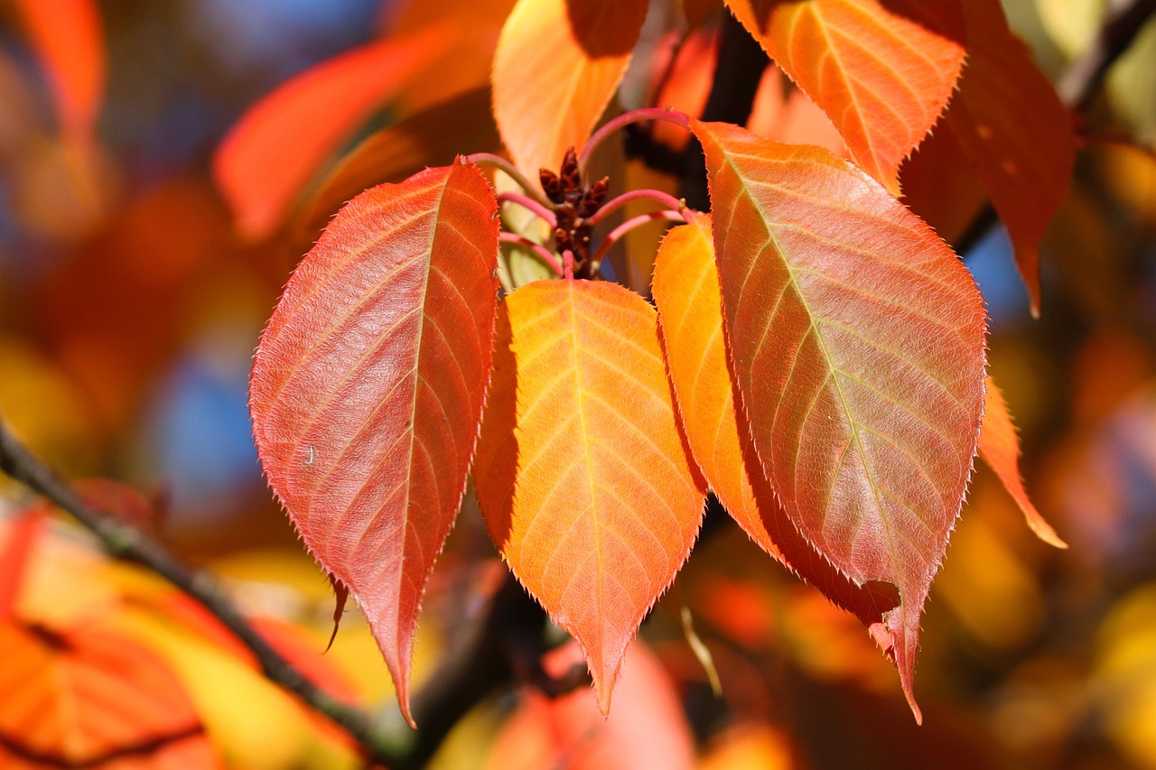 Hojas De Otoño Sale Colores Foto