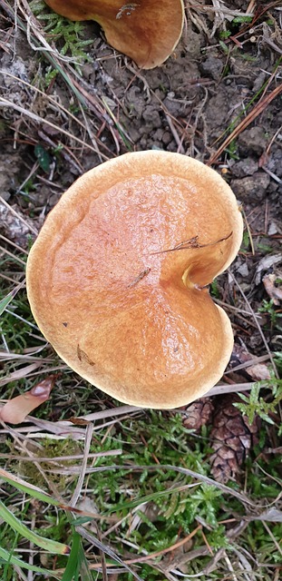 Free Heart Mushroom photo and picture