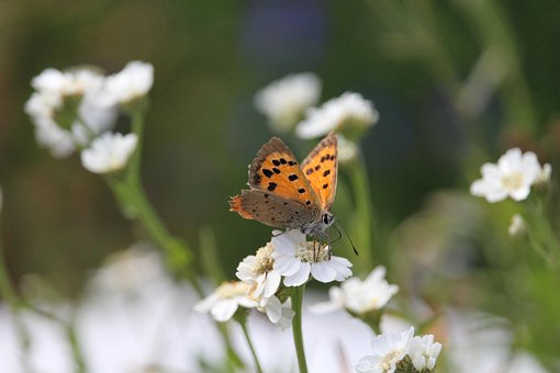 Sommerfugl, Blomster, Blomst Baggrund