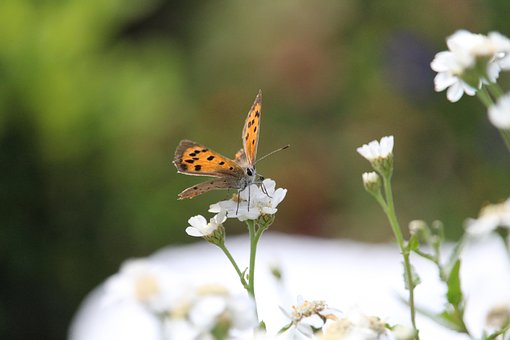 Sommerfugl, Blomster, Blomst Tapet