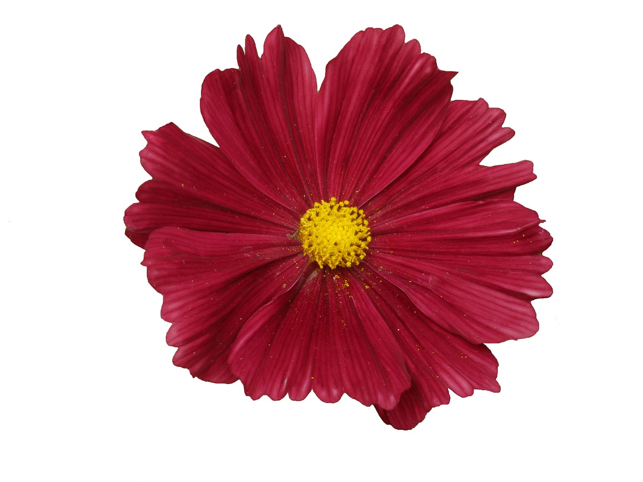 Cosmos Veloutte Flowers Free photo on Pixabay Pixabay