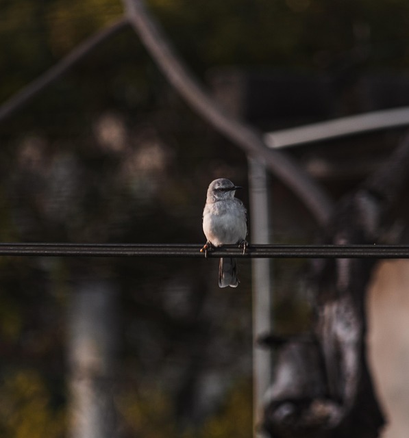 Pássaros, Natureza, Animais, Plumagem