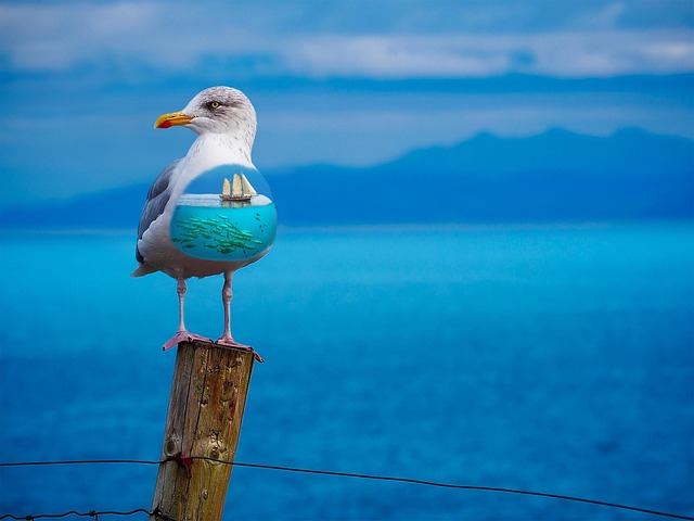 Free Seagull Ship photo and picture
