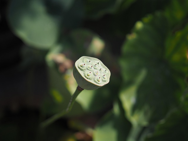 Blume, Lotus, Samenköpfe, Stengel