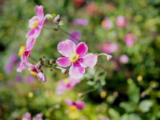 Mainau, Blumeninsel, Blüte