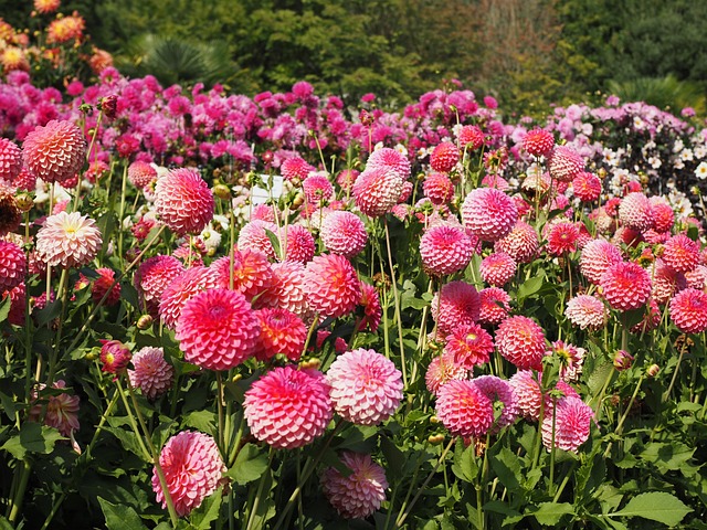 Dahlien, Mainau, Knsopen