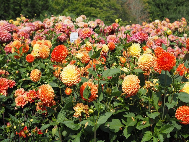 Dahlien, Mainau, Blüten