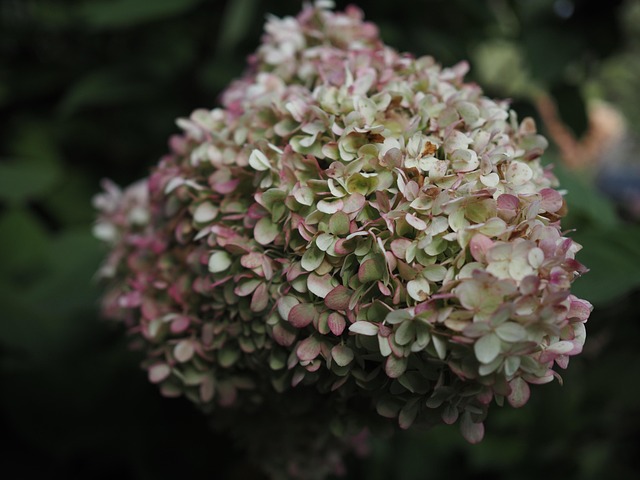 Hortensie, Mainau, Blüte