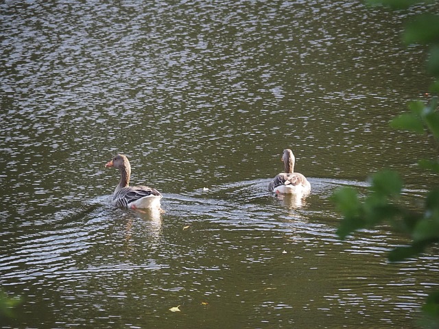 Ente, See, Tierwelt