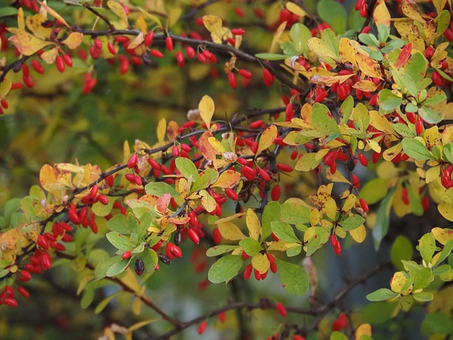Herbst, Natur, Stimmung