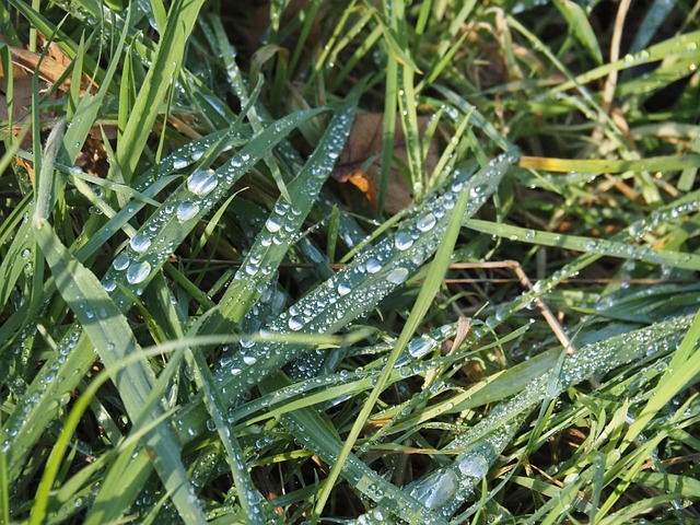 Tau, Wiese, Regentropfen, Gräser, Grün