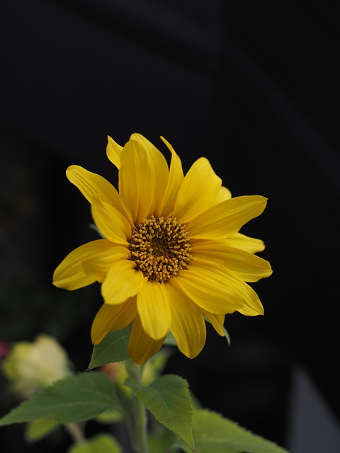 Blume, Blumentapete, Natur, Gelb, Blüte