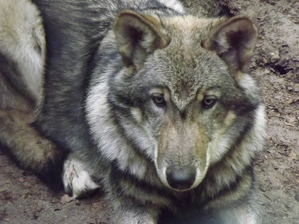 Loup Wild Animal Sauvage Photo Gratuite Sur Pixabay