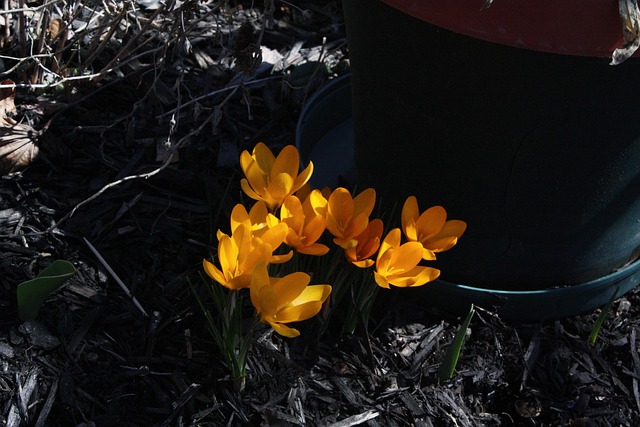 Free Crocus Spring photo and picture