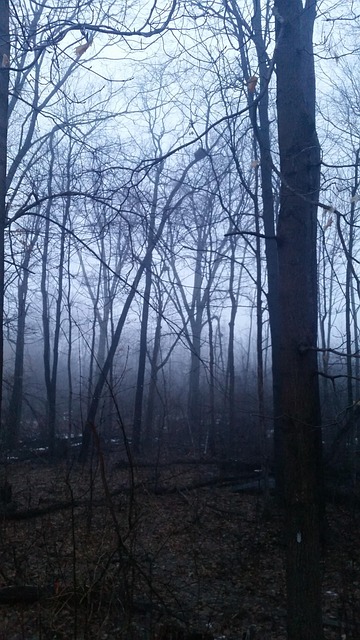 Free Forest Misty photo and picture