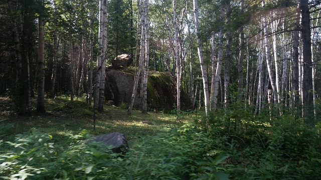 Free Birch Forest photo and picture