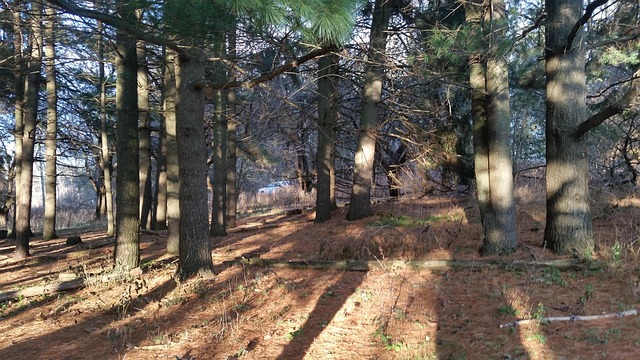 Free Forest Fall photo and picture