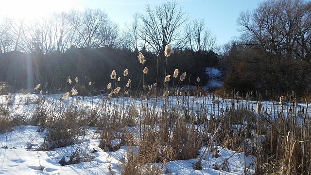 Free Winter Marsh photo and picture
