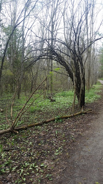 Free Tree Spring photo and picture