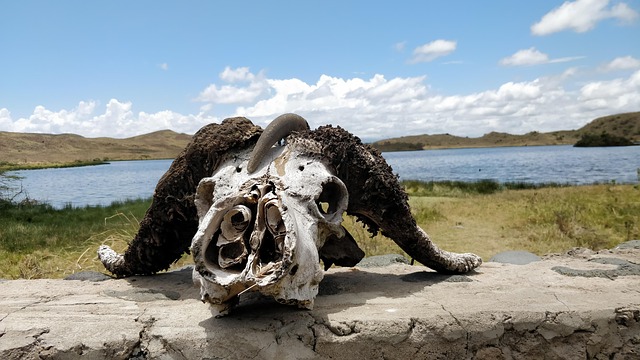 Reise, Safari, Afrika, Reisen, Natur