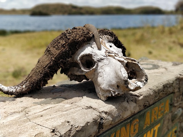 Reise, Safari, Afrika, Reisen, Natur