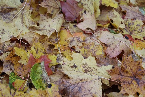 Otoño, Sale De, Naturaleza, Follaje