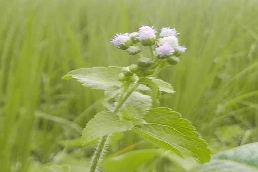 Free Natural Grass Flower photo and picture