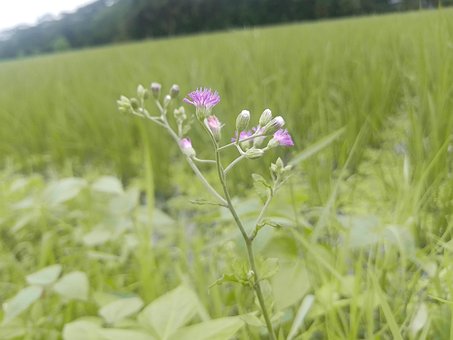Free Natural Flower'S photo and picture
