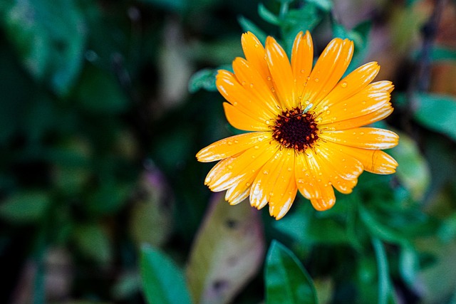 Free Flower Petals photo and picture