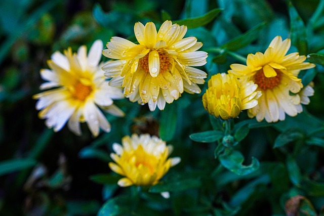 Free Flowers Garden photo and picture