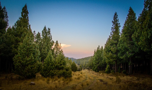 Free Bosque Pino photo and picture
