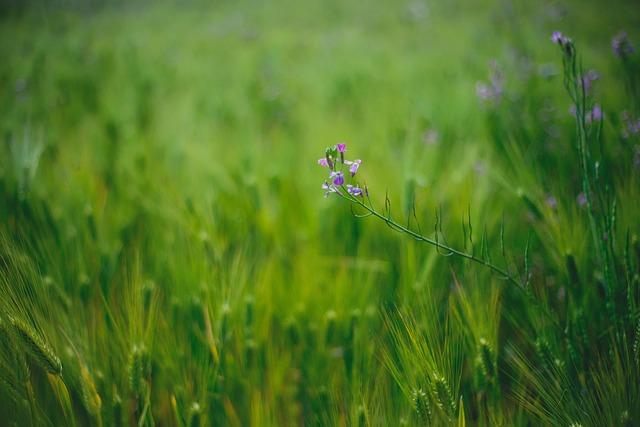 Free Fields Wildflowers photo and picture