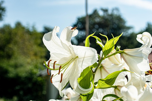 Flor, Insecto, Jardín, Cerrar, Lirio